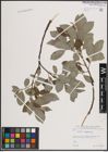 Foto von Salix caprea L.